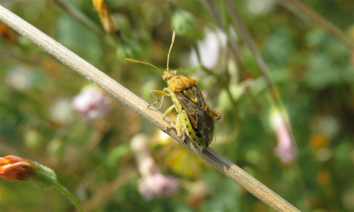 Rhopalidae ID